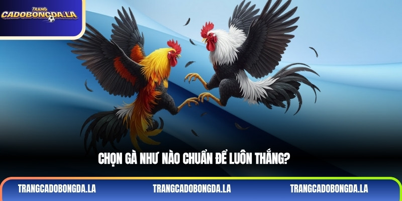 Chọn gà như nào chuẩn để luôn thắng?