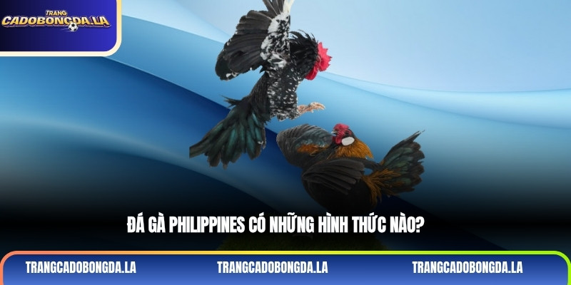 Đá gà Philippines có những hình thức nào?